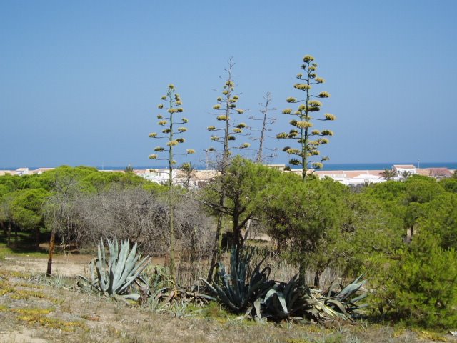 Vegetación de las dunas de Guardamar del Segura by xabier3007