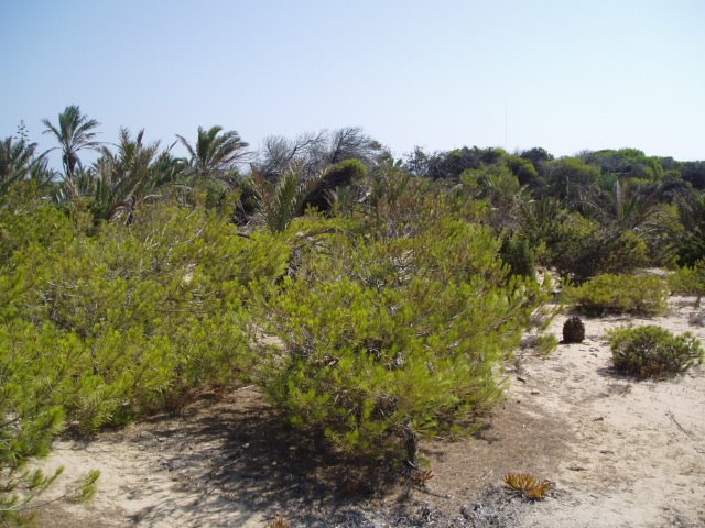 Vegetación de las dunas de Guardamar del Segura by xabier3007