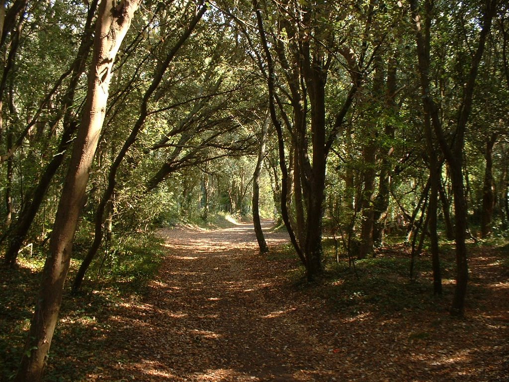 Forêt, Sentier pour piétons et Cyclistes, Chemin de Villès Créneau à Pornichet. by J.Hache