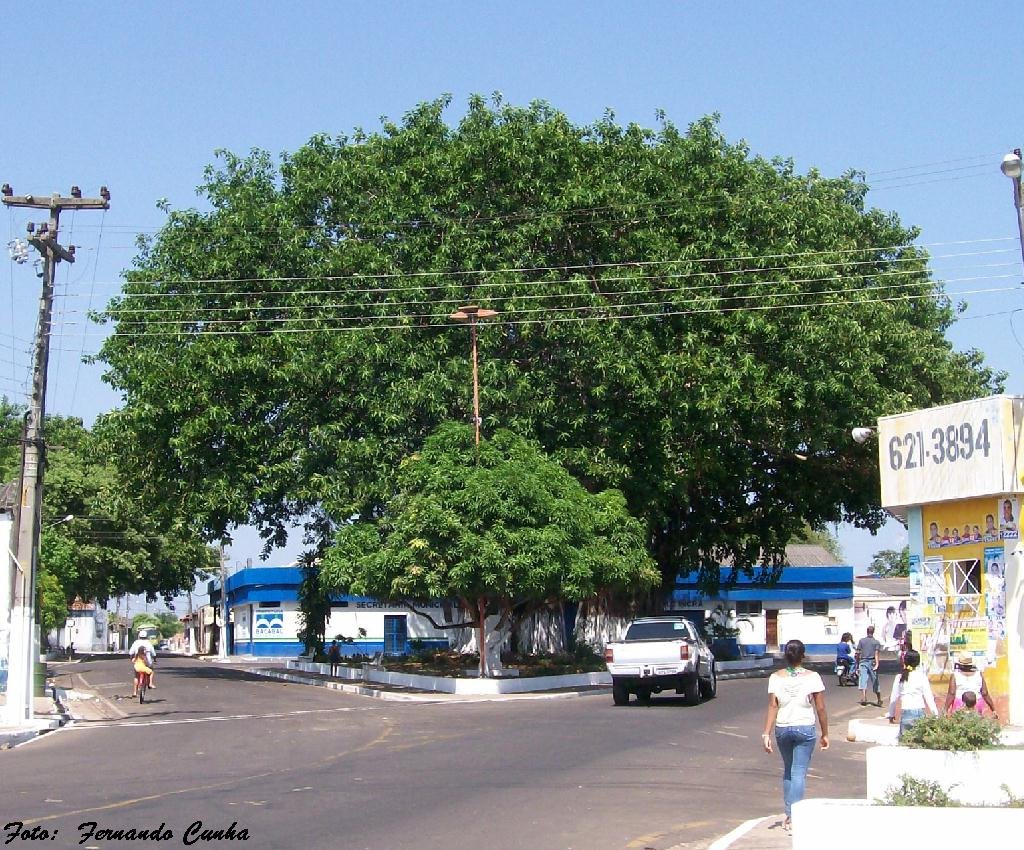 PRAÇA CATULO DA PAIXÃO E SUAS GIGANTESCAS SERINGUEIRAS. BACABAL-MA. by Fernando Cunha