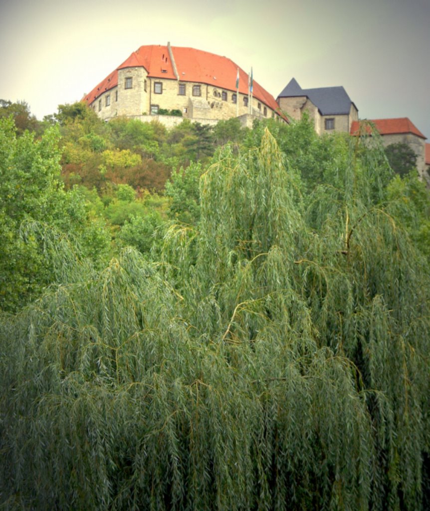 Freyburg Trauerweide + Schloss Neuenburg T2008-09-14_054 © http://www.fahidi.eu by Béla Fahidi