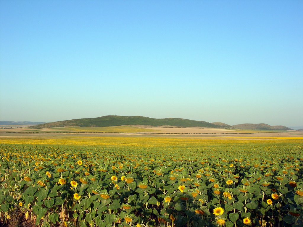 Bulgaria - Elhovo - Sunflower - Елхово - Слънчоглед by Aleks Popov