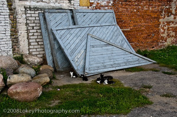 "Catposition" Felines of Latvia Series by LokeyPhoto