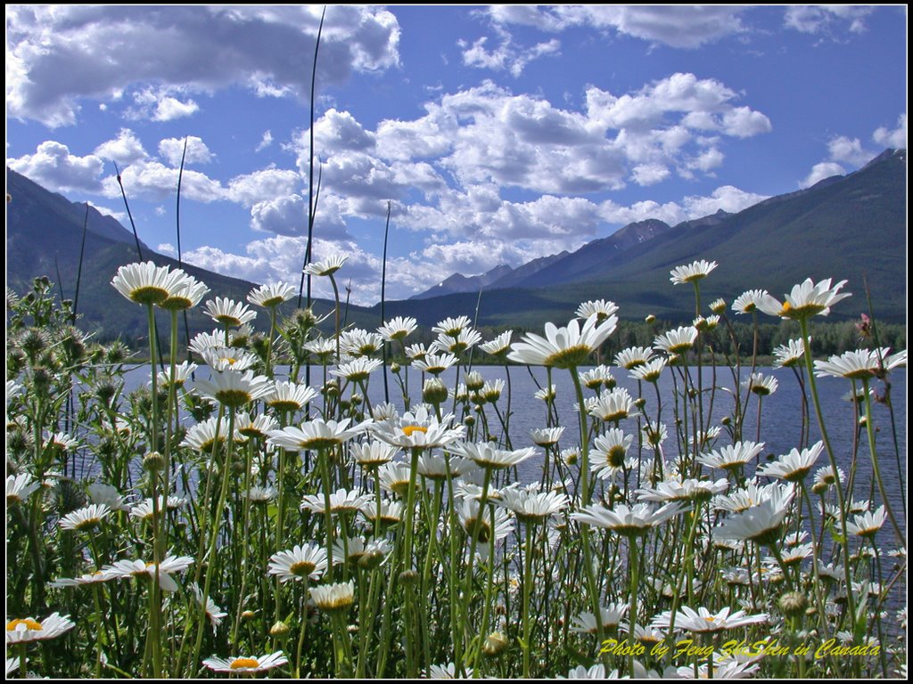 相映成辉 Vivid Wild Chrysanthemums under the White Cloudlands by William.Feng