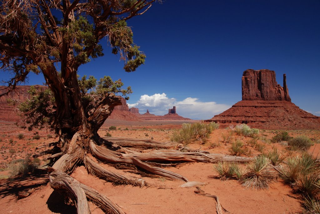 Arizona's image by yves floret