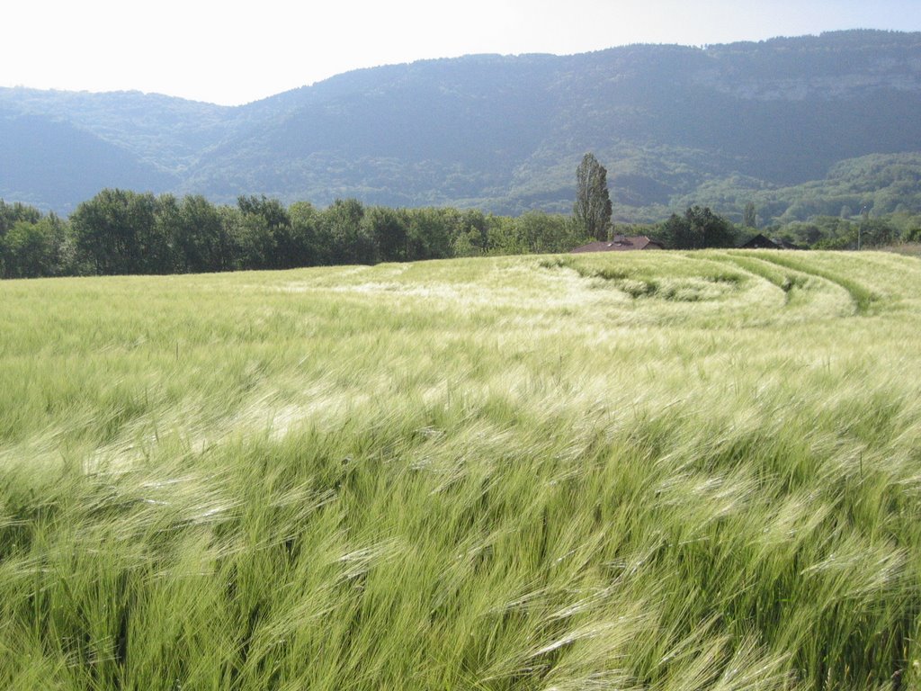 Champs d'orge, le salève au loin by woodkind