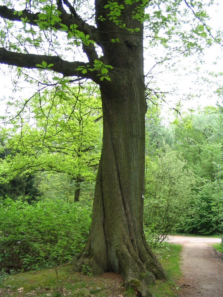 Old Red Oak by © ARTHURdXYV