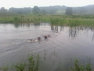 Zwemmen in de rode beek by Duyf