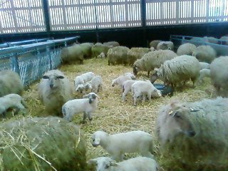 Lammetjes in de schaapskooi, heerlen by Duyf