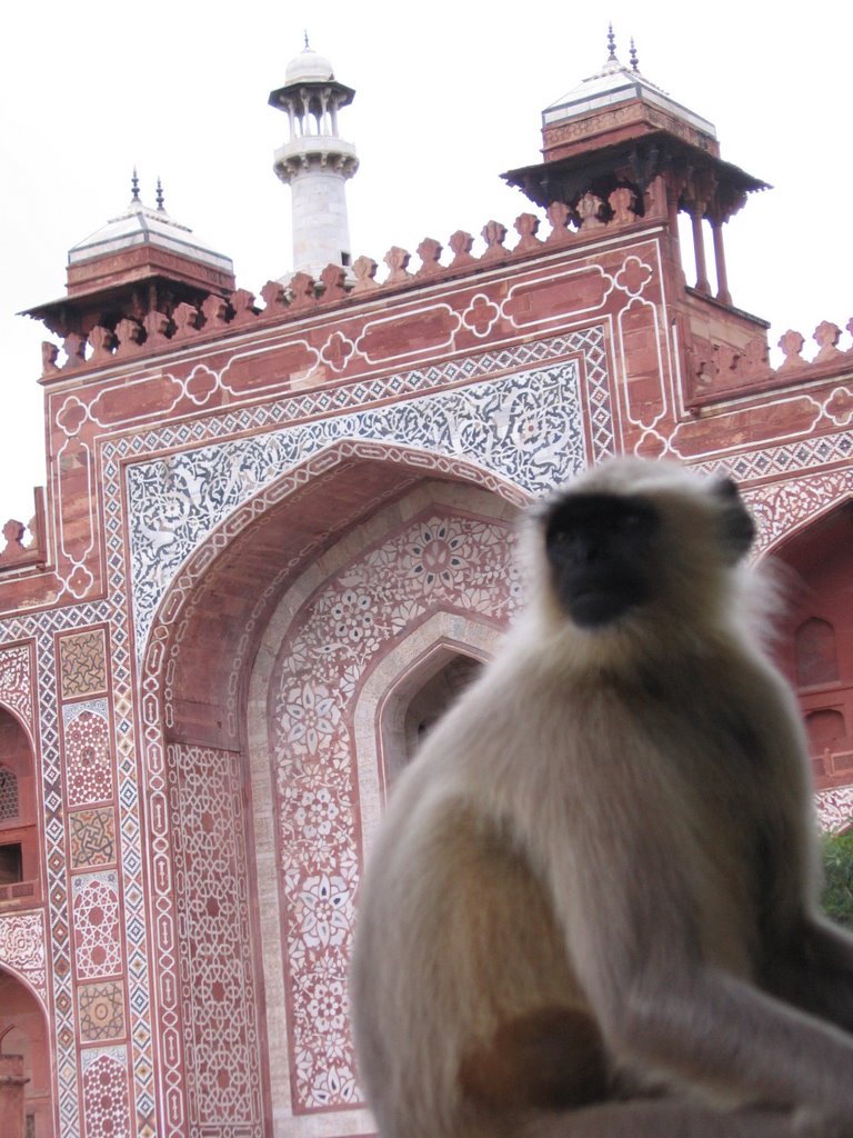 Akbar's monkey by Anto79