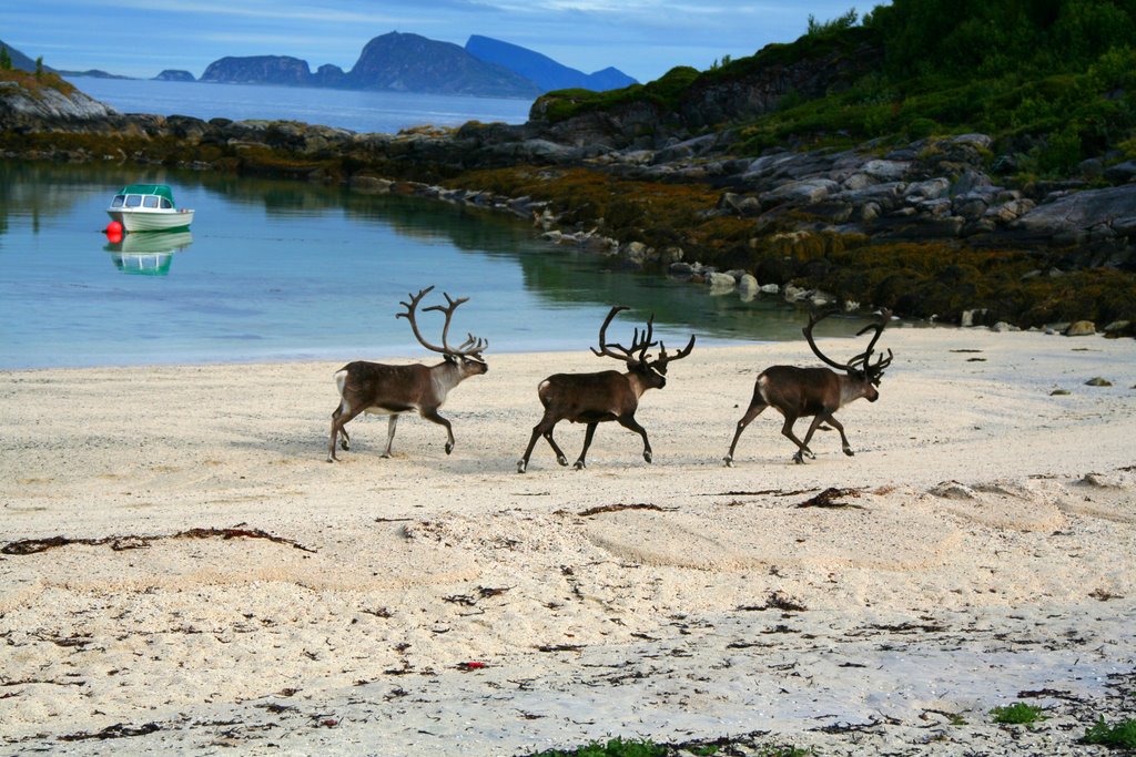 Reindeer crossing beach by Klaas Jan Gebauer