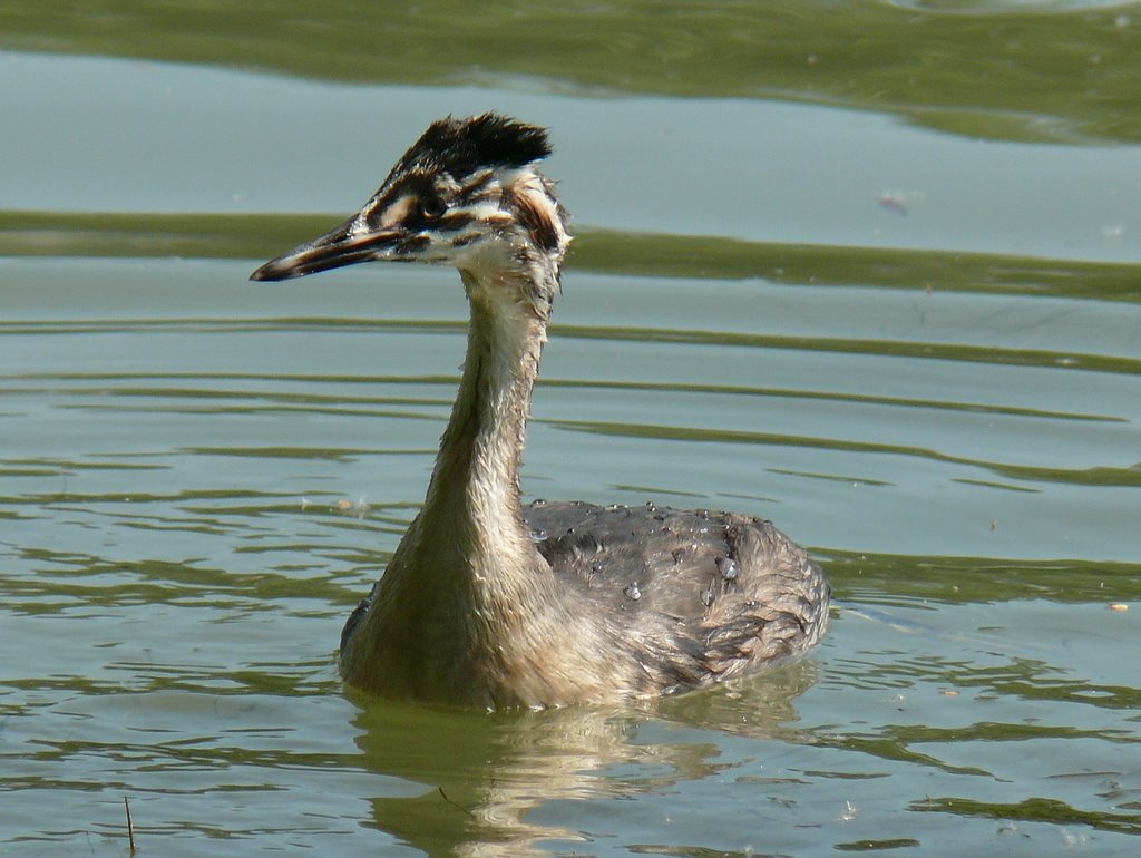 Búbos vöcsök - Great Crested Grebe - Podiceps cristatus by fodipali