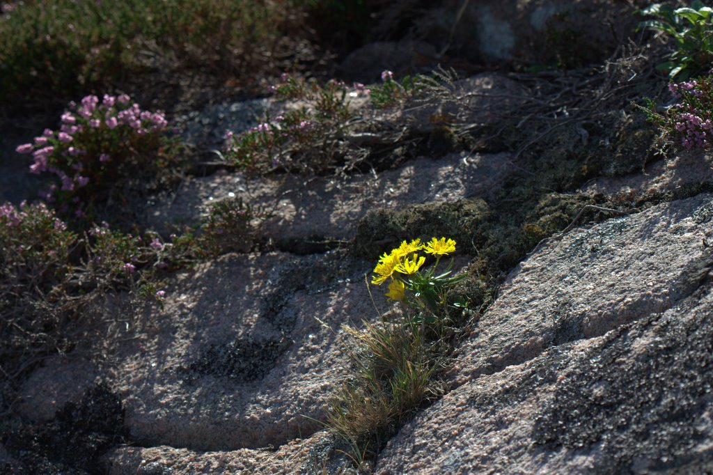 Blomma by Gustav Svensson