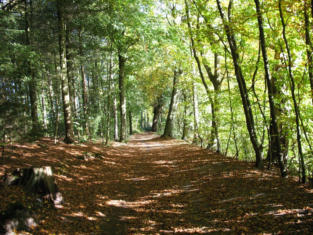 Autumn near Rote Schleuse (Lueneburg), Germany by joerggabo