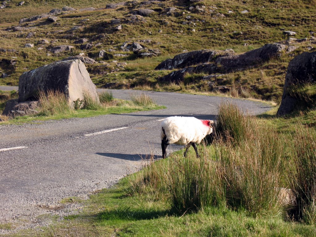 Sheep on the pass by ankiepankie