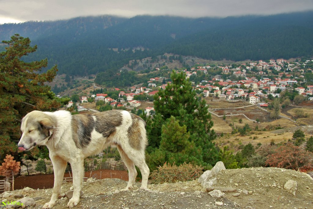 Dog's life at 1650m high by Ντίνος Λαγός