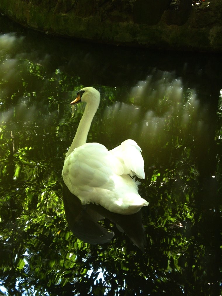 Swan and Reflection by ▬  Mauro Antonini ▬