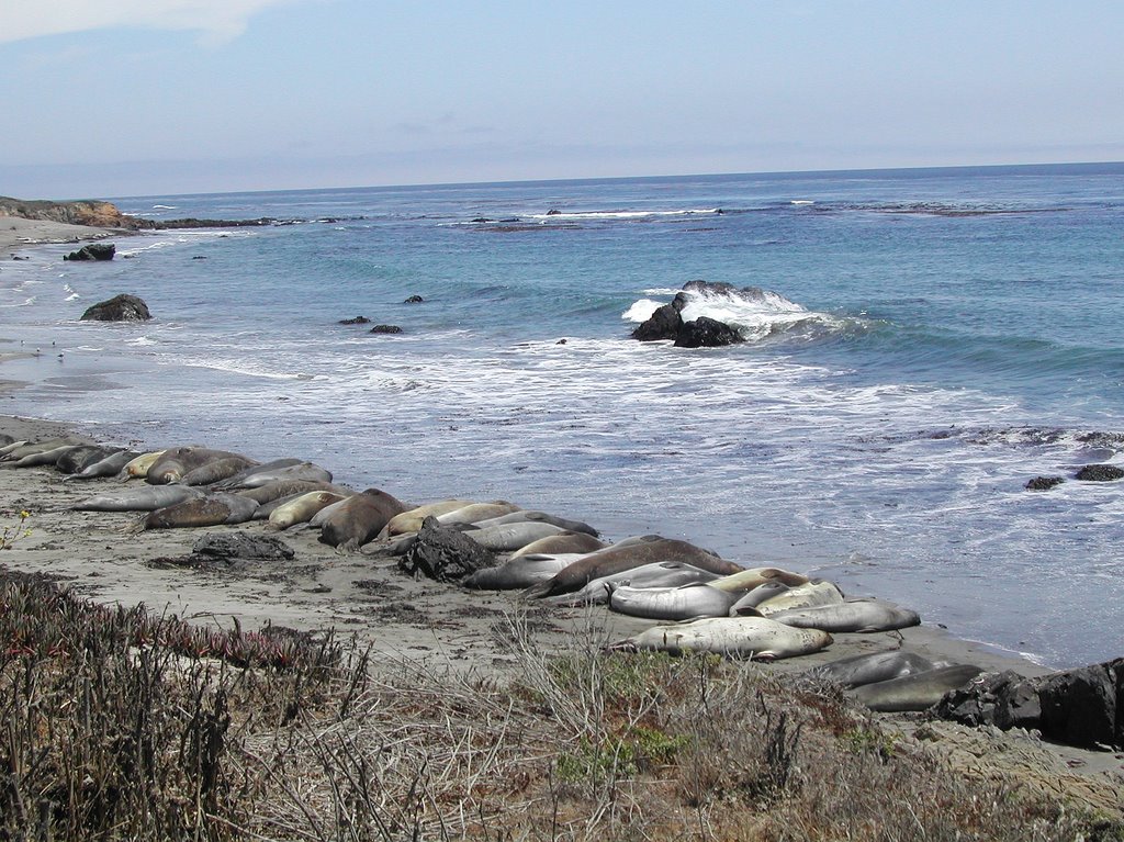 Elephant seals sleeping in a row by Air America