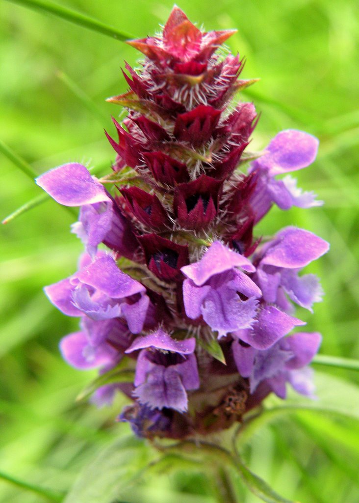 Common selfheal (Prunella vulgaris) by Spacebug