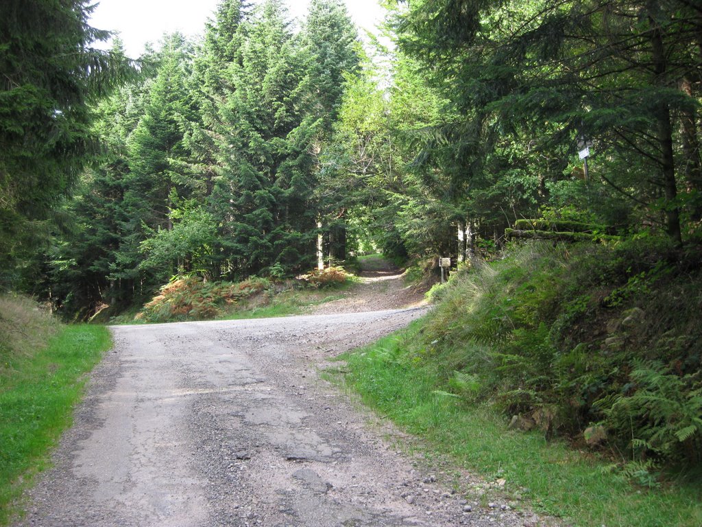 Crossroads at forêt domaniale de vologne by Jan Matthieu