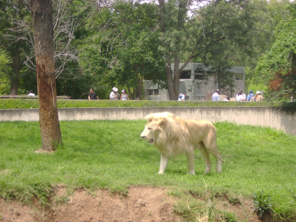 Leon Albino en el Zoo GDL by Alberto Juvenal GT