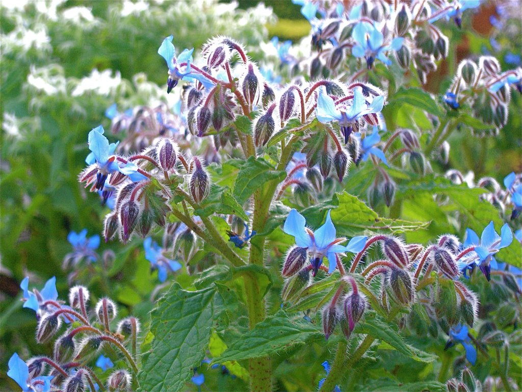 Borage by arctic_fox