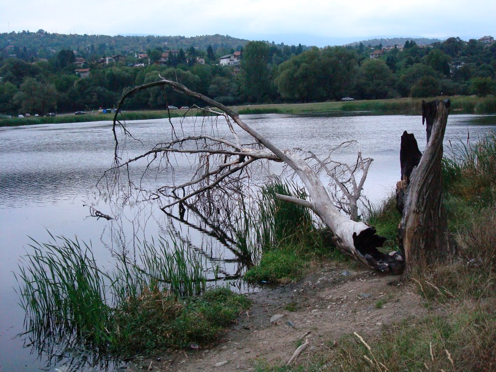 Старо дърво by bate kalio