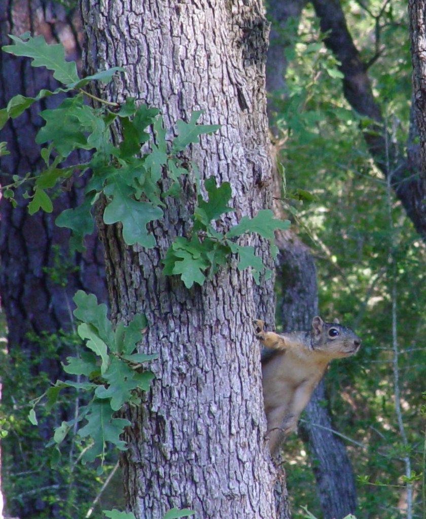 Lefty the squirrel in backyard by frnkly