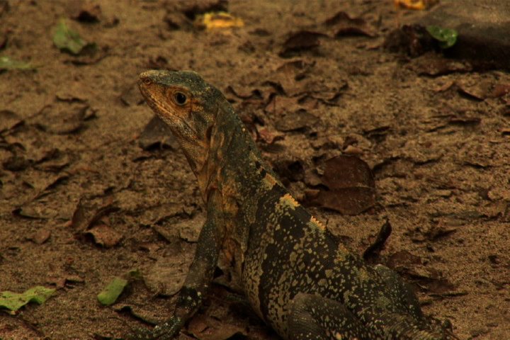 Iguana Park Manuel Antonio - Costa Rica by mgprod