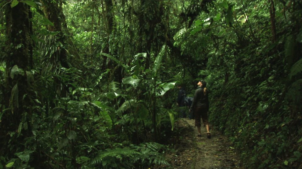 Skywalk Monteverde - Costa Rica by mgprod