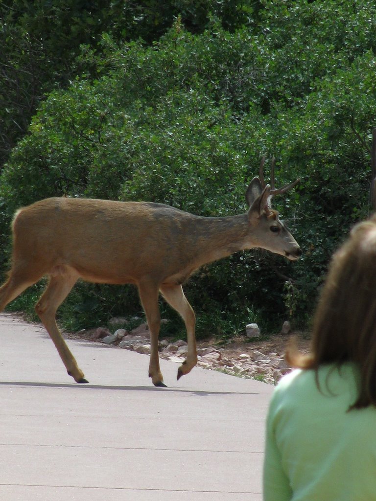 Deer in Garden of Gods by searunner79