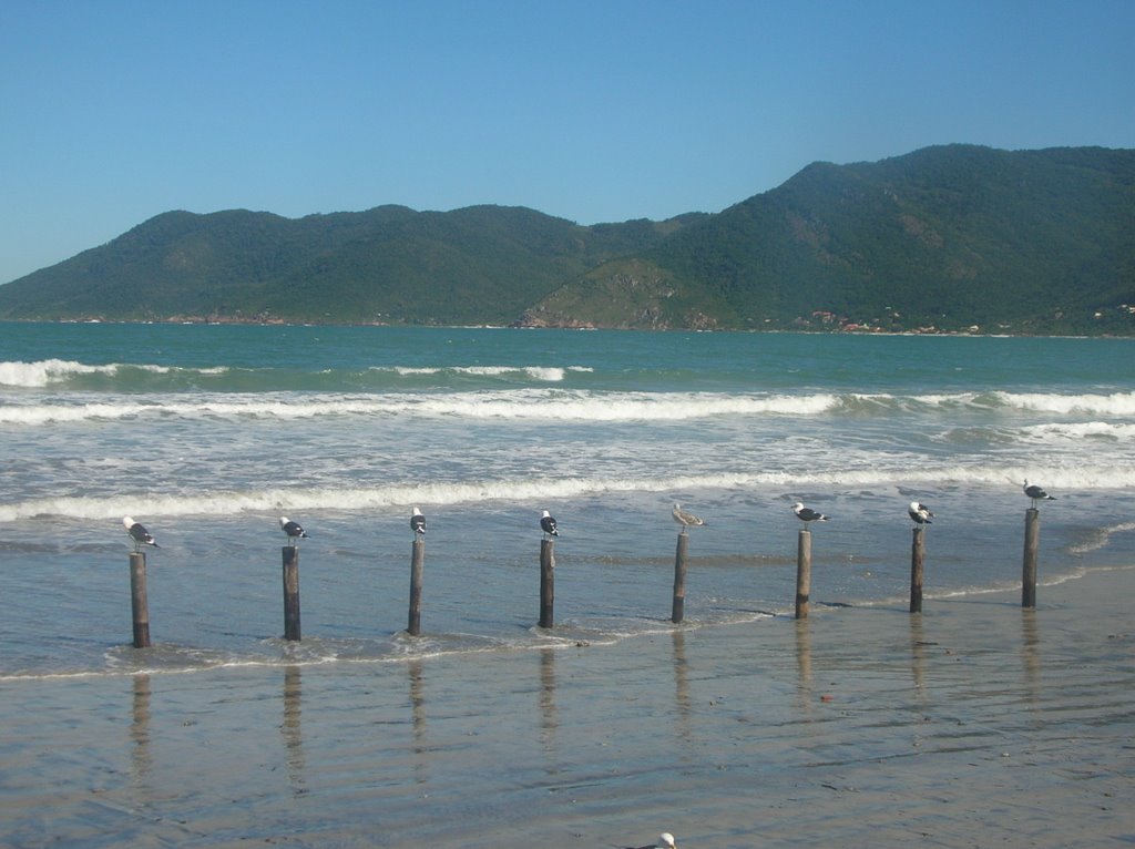 Gaivotas na praia do Pântano do Sul by Francisco Parobé