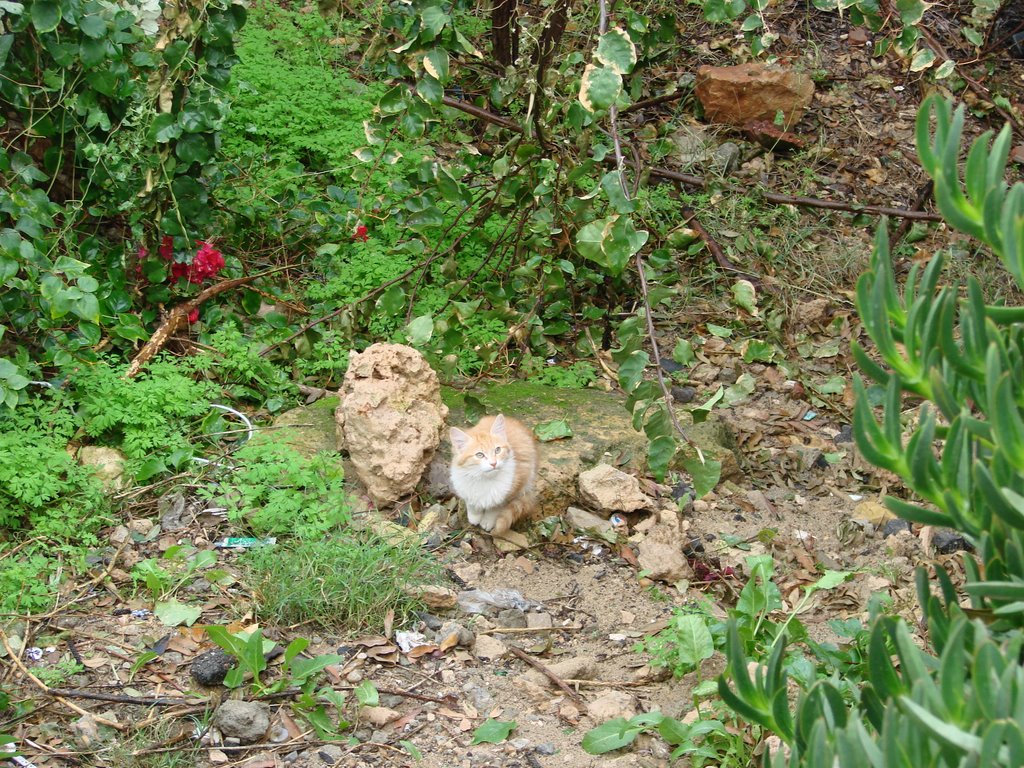 Cat on the Open by Ahmed Labib