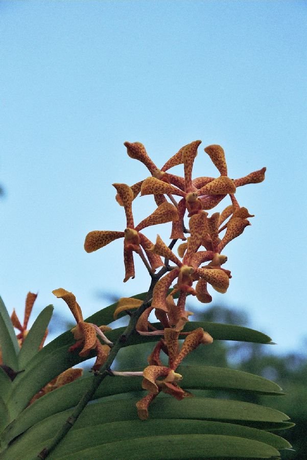 Orchid World, May / June 2004 by travelpak.de