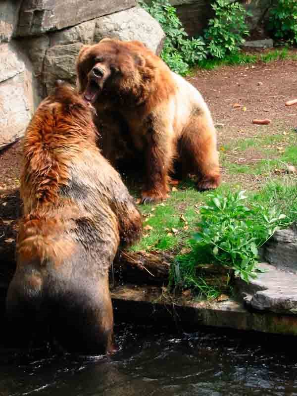 Koelner Zoo Grizzlybaeren by herr je mine