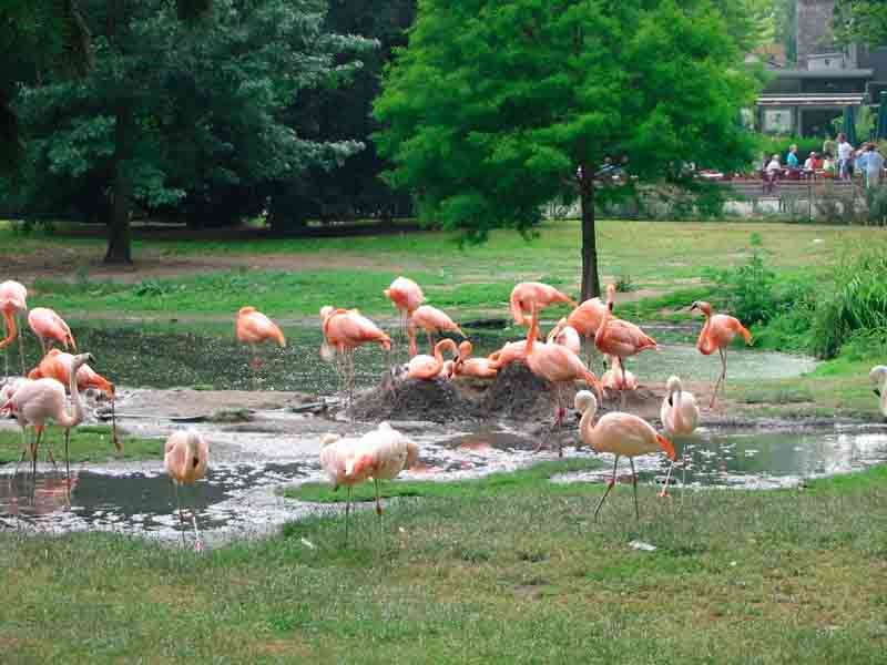 Koelner Zoo Flamingos by herr je mine