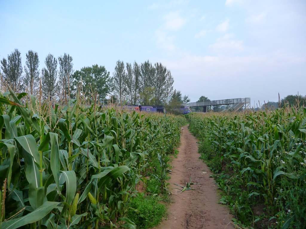 Corn field near railway line by cjhaig