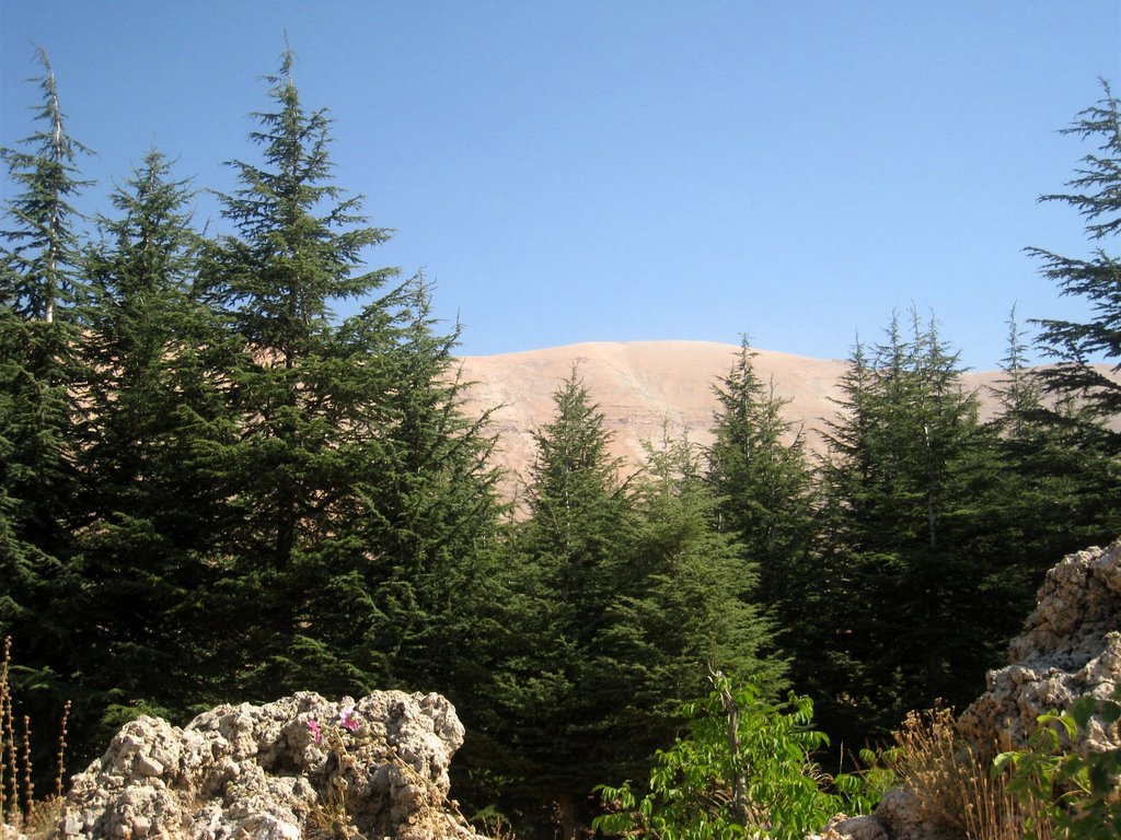 The Ceders of Lebanon by Arabique