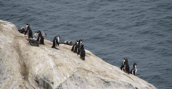 Pingüinos en Isla Damas by cfrojasb