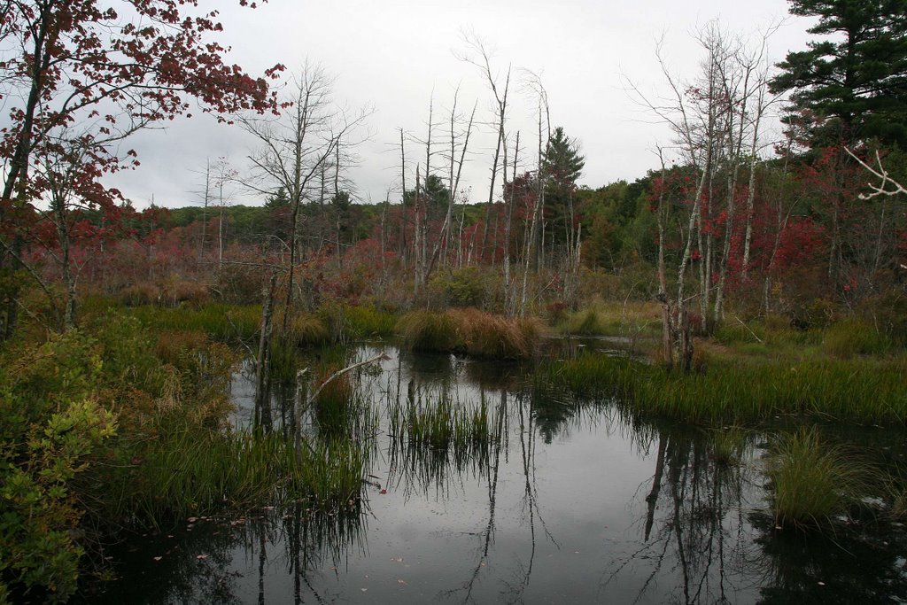 Marsh By The Trunkline Trail by Andri Kyrychok