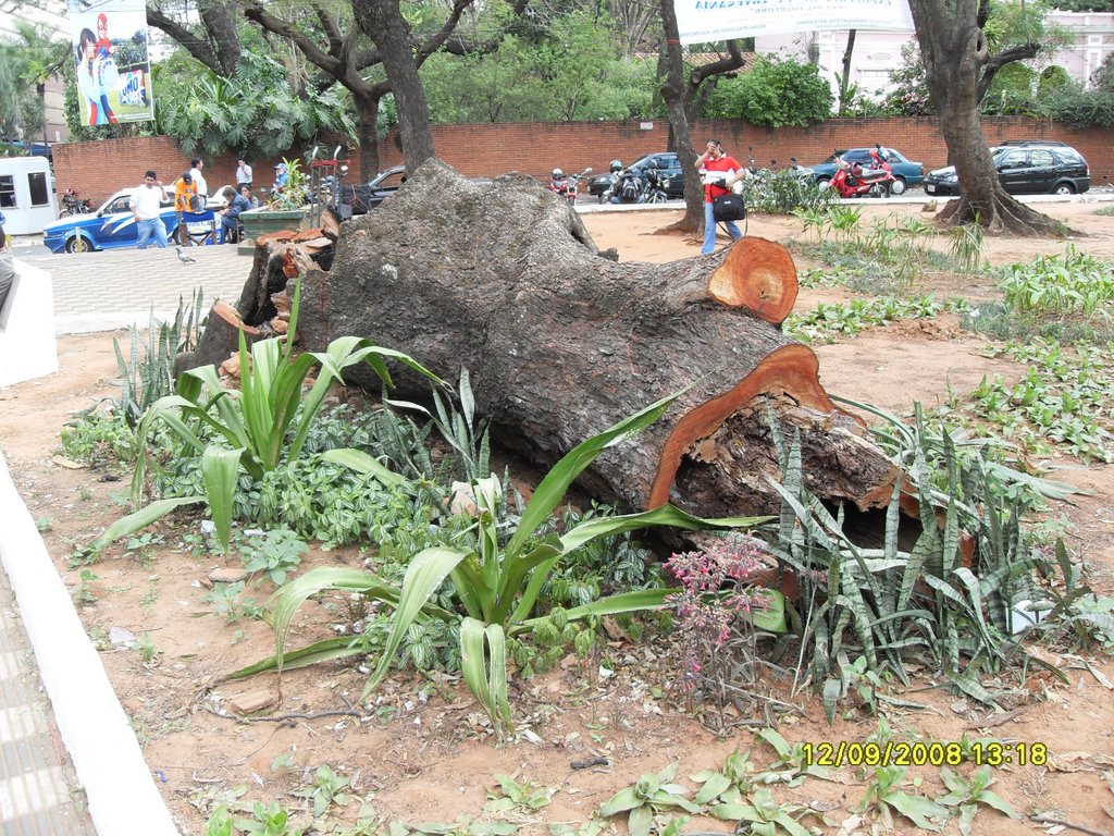 Arbol Caido Plaza Mayor Infante Rivarola by Aldasavar