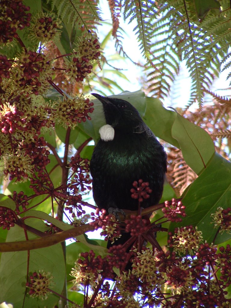 Tui at Glacier country garden by glaciercountrytourguide