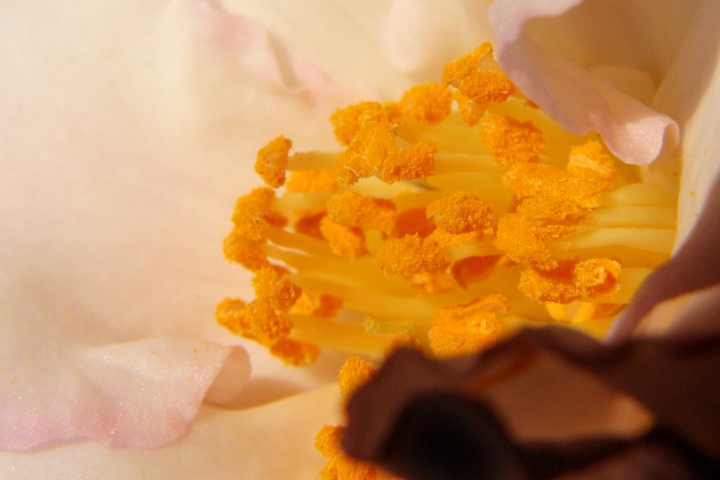 Autumn's glory streams from a white Camellia by Ian Stehbens