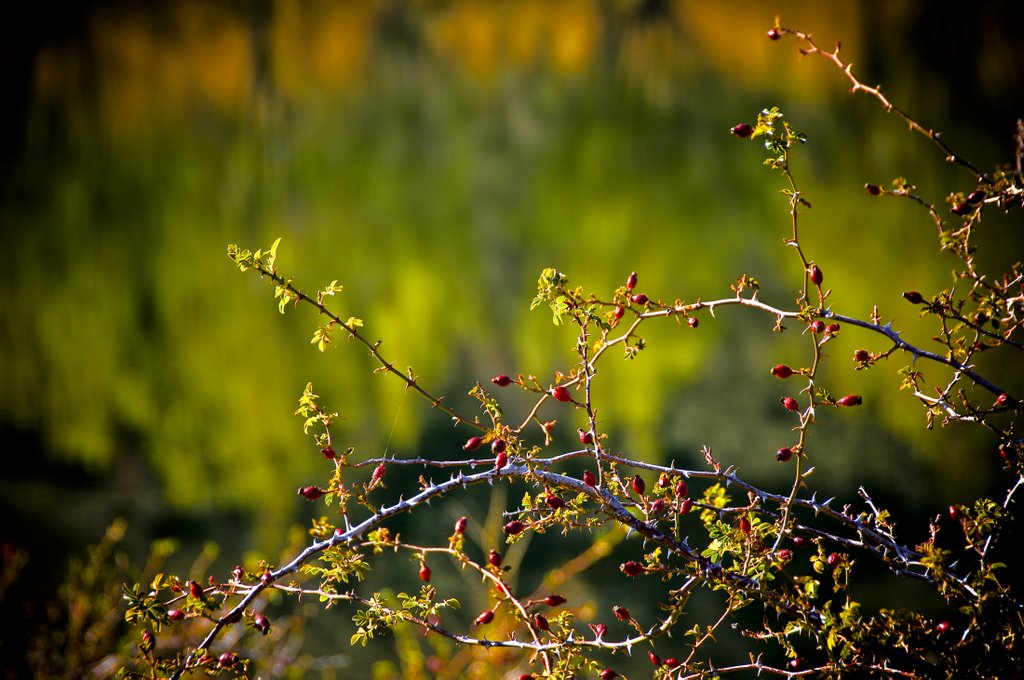 Spring by Ian Brodie