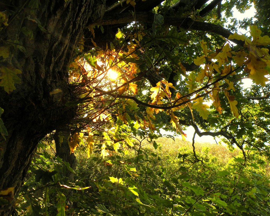 Autumn sun seen through the leaves of an oak by Spacebug