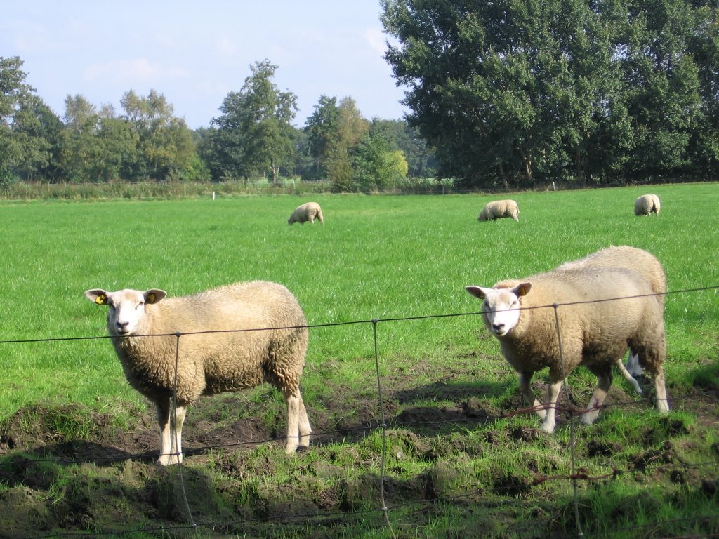 Schapen, omgeving Boijl by Vectisnunsuch