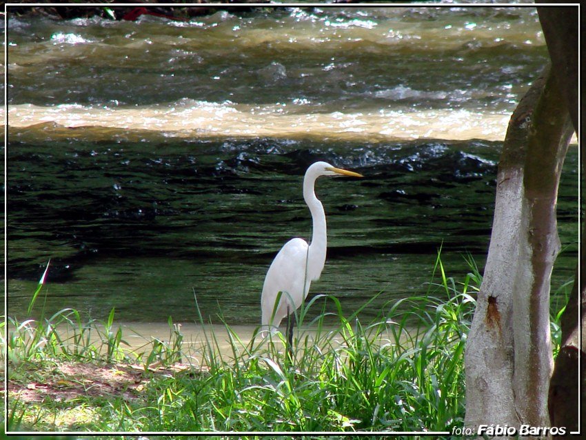 Garça do Rio Sorocaba em Votorantim - Foto: Fábio Barros (www.cidade3d.uniblog.com.br) by Fábio Barros