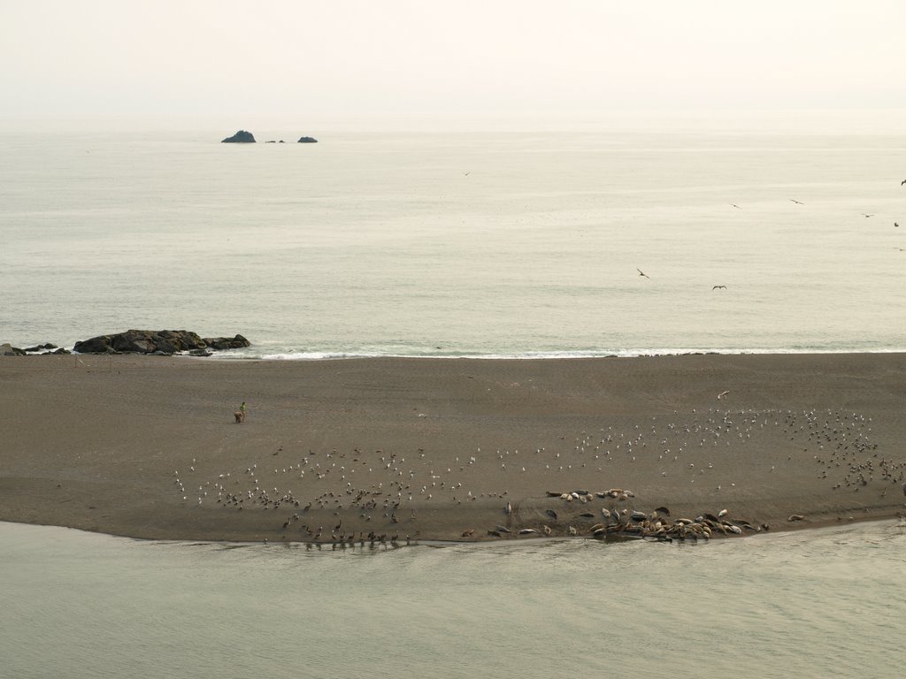 Sea lions resting by asgravn