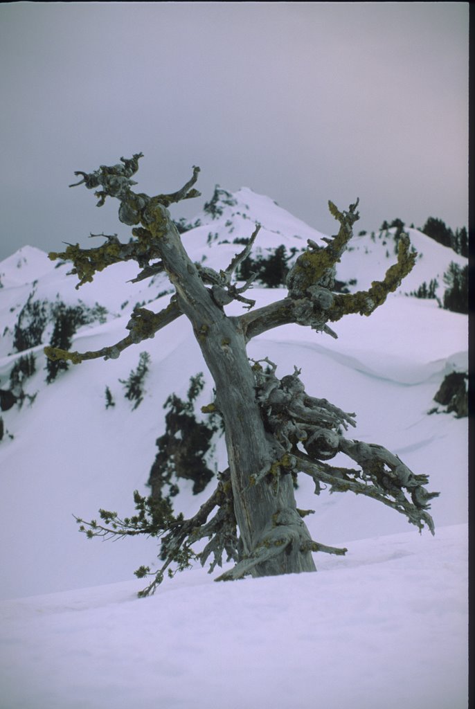 Tree Near Crater Lake by dchuebner