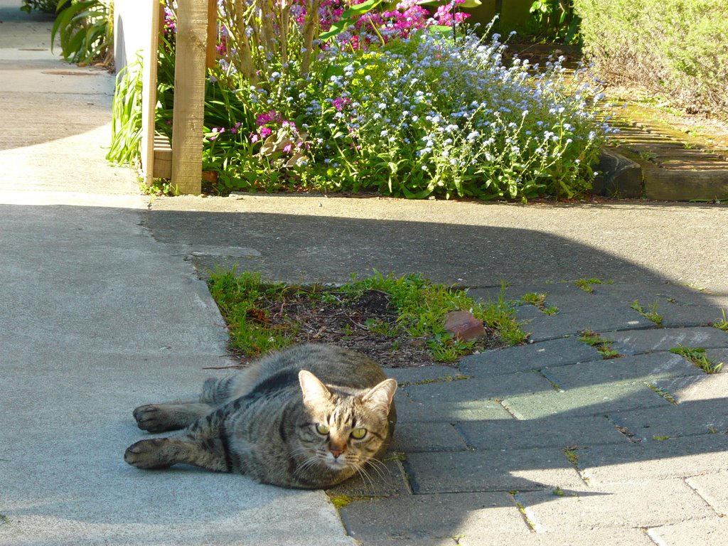 Cat and cottage garden by Paul Purton